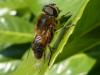Eristalis similis